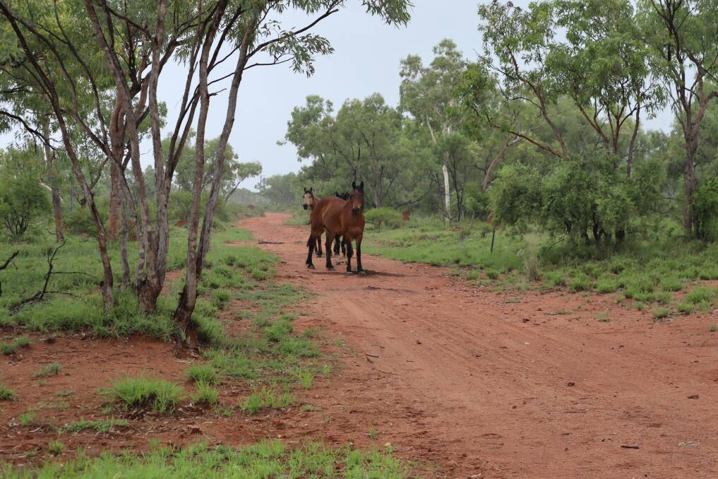 Rainfall blesses country at Rosebud Station near Cloncurry as graziers enjoy their best start to the wet season in years. Picture Samantha Campbell.
