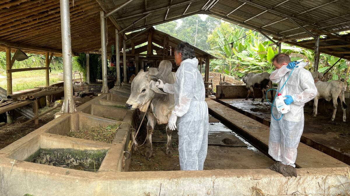 Using Australian-developed pain relief on LSD-infected animals is trailed in Semarang in Indonesia. Picture by Mark Phelps.