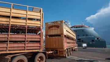 Cattle are delivered in Darwin for transport. Picture by Jess Wright.