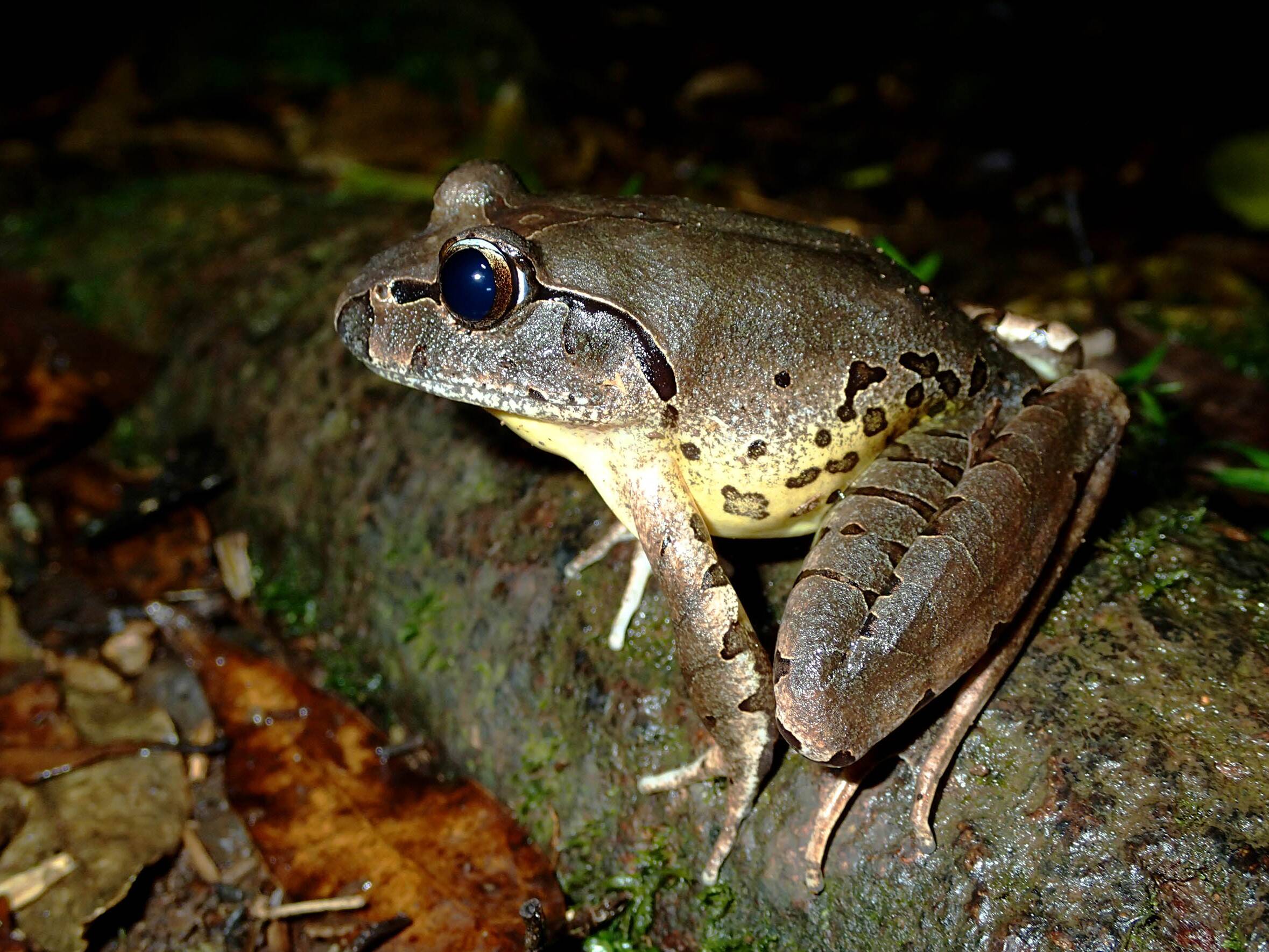 Ribbiting stuff: museum app gives people chance to help in frog research, Amphibians