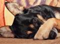 Could your dog be a poster pet? Picture Shutterstock