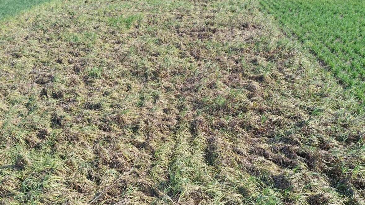 An aerial shot of crop damage to Herbert sugarcane. Photo supplied.