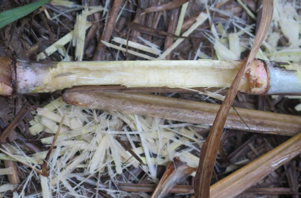 Rats are chewing through the stems of sugarcane crops. Photo supplied.