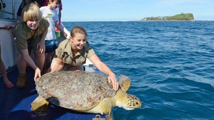 Australia Zoo releases amputee turtle Dot back into sea with three 
