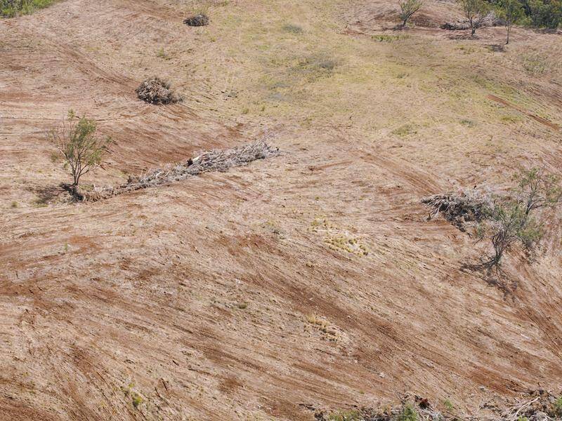 Farmers who bank with Westpac won't be able to clear natural forests for agriculture after 2025. (HANDOUT/ACF)